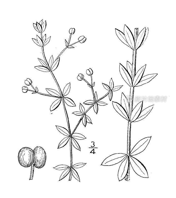 古植物学植物插图:Galium hispidulum, Coast Bedstraw